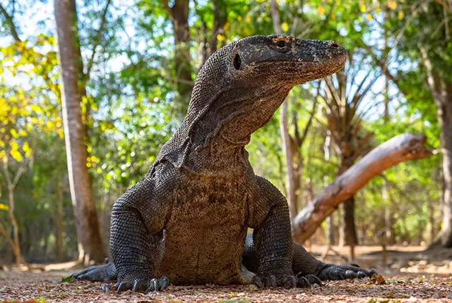 komodo islant tour top komodo tour